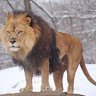 Lions TV